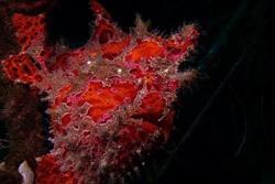 Marsa Alam - Red Sea Dive Holiday. 